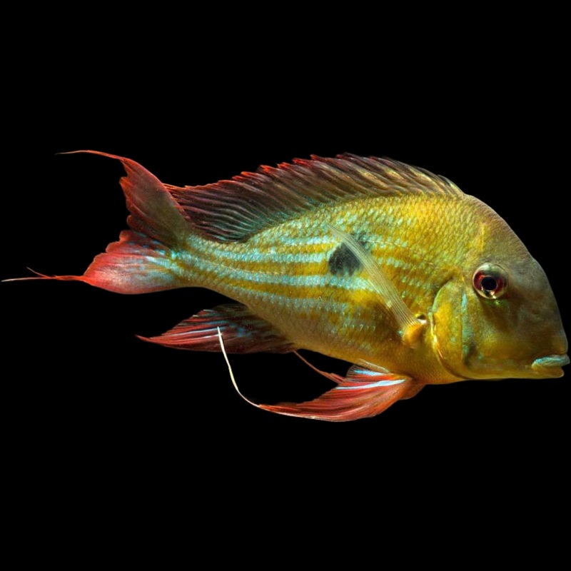 Geophagus Winemilleri