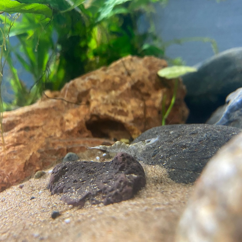 Ghost Shrimp
