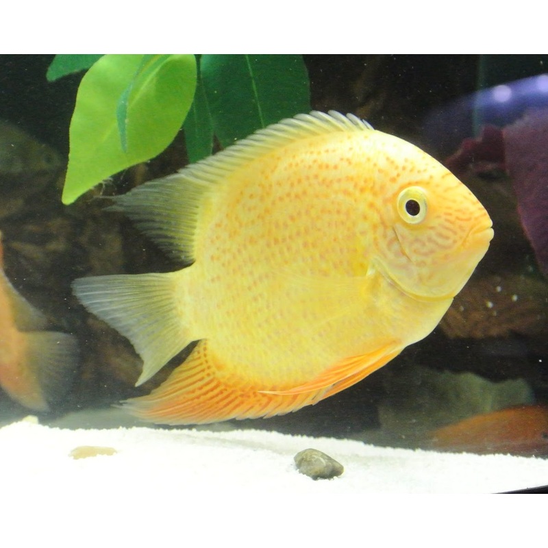 Gold Severum