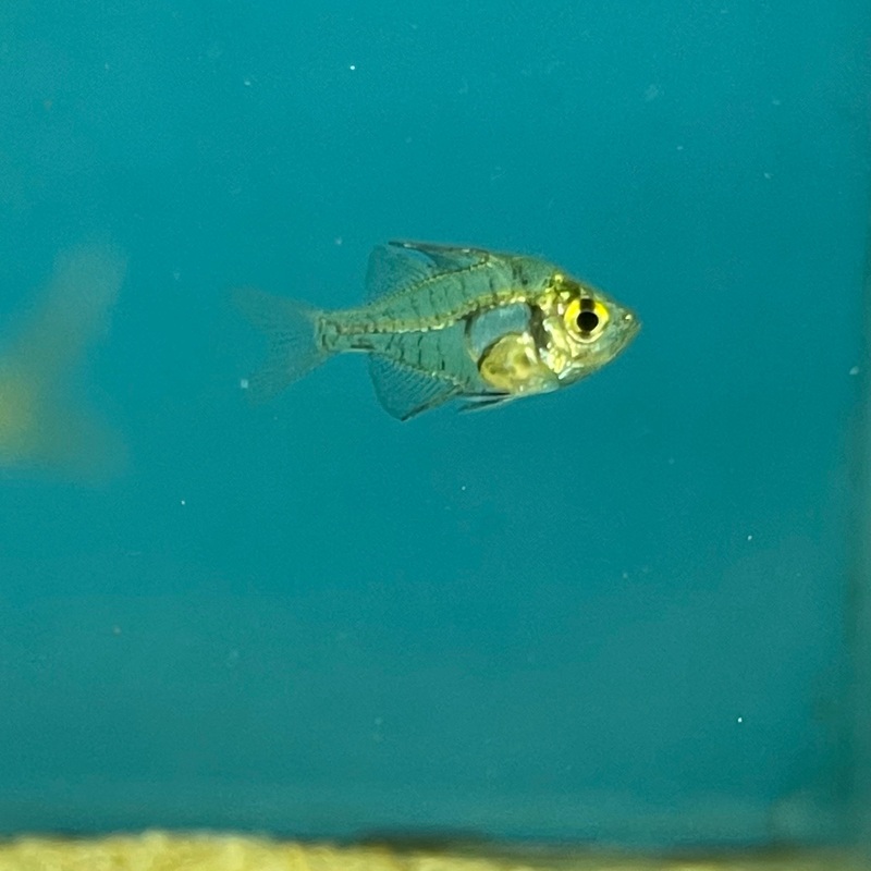 Indian Glassy