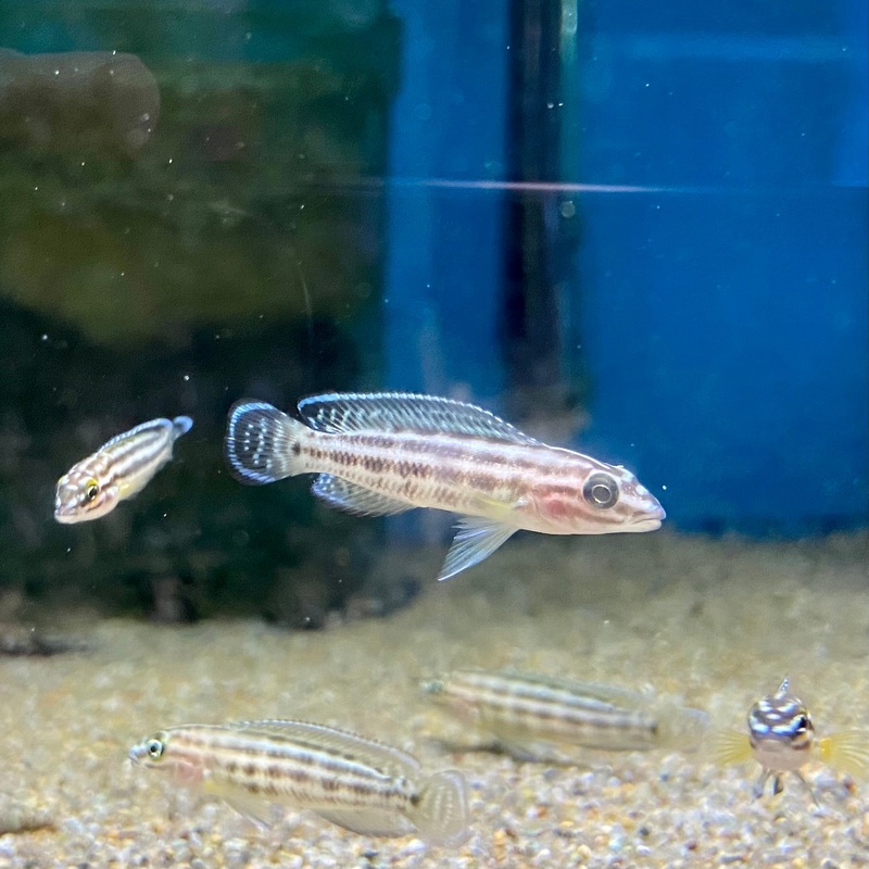 Julidochromis Regani Burundi