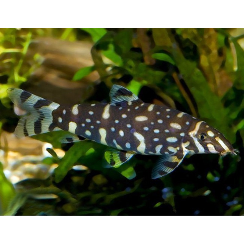 Kubotai Loach