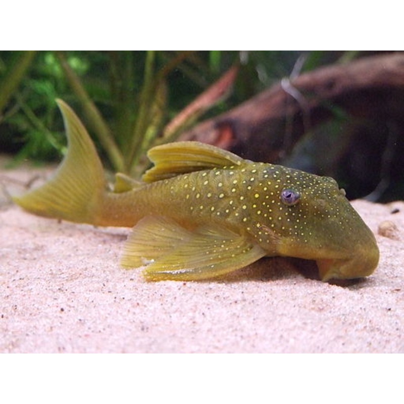 L200 Green Phantom Pleco 4" - Baryancistrus demantoides