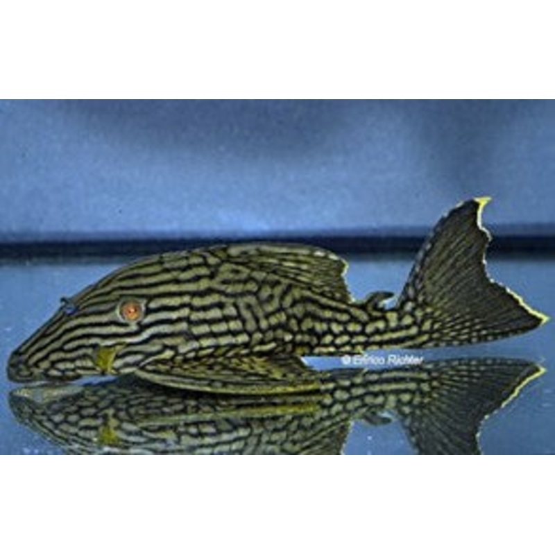 L330 Half Spotted Watermelon Royal pleco - Panaque nigrolineatus laurafabianae 3"