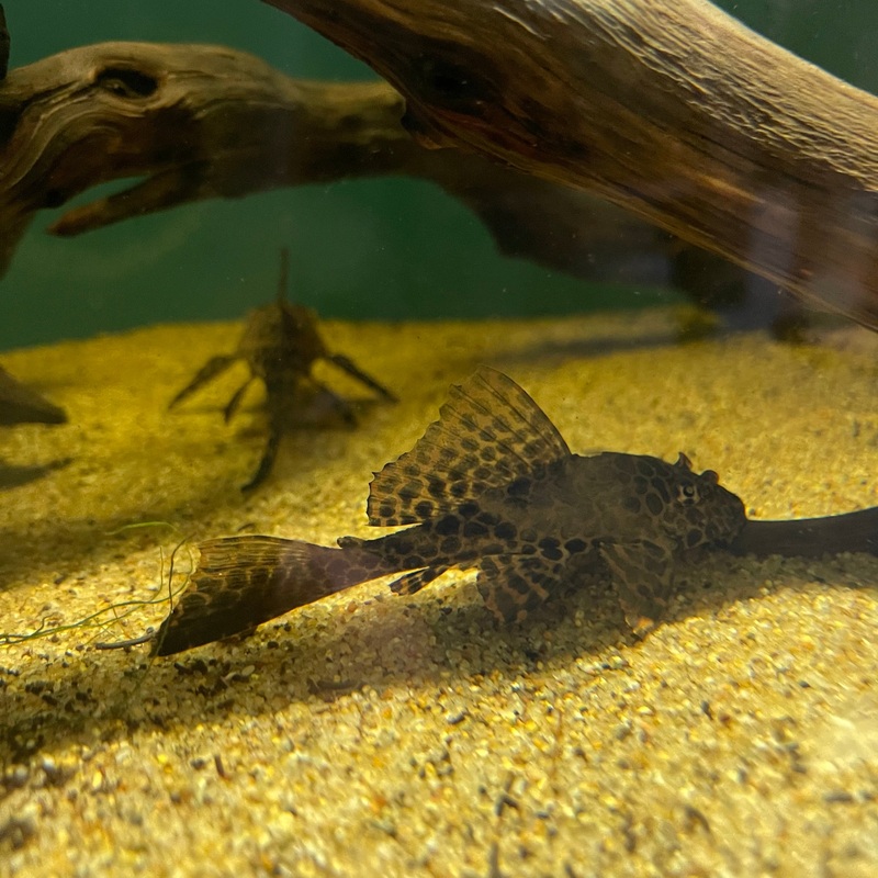 Leopard Sailfin Pleco XL