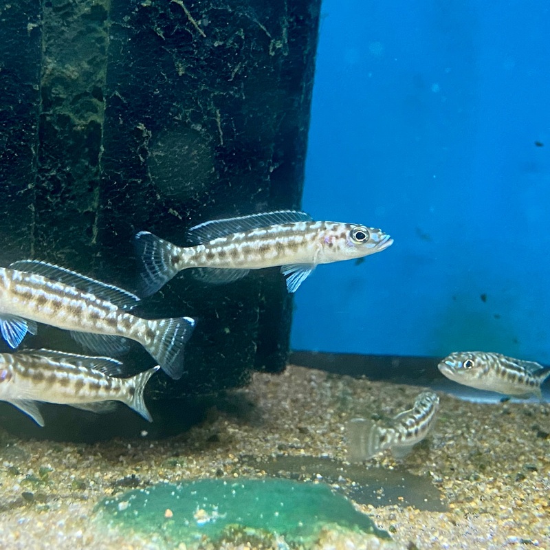 Lepidolamprologus Nkambe5