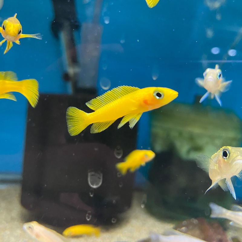 Neolamprologus leleupi (Yellow Lemon Cichlid)