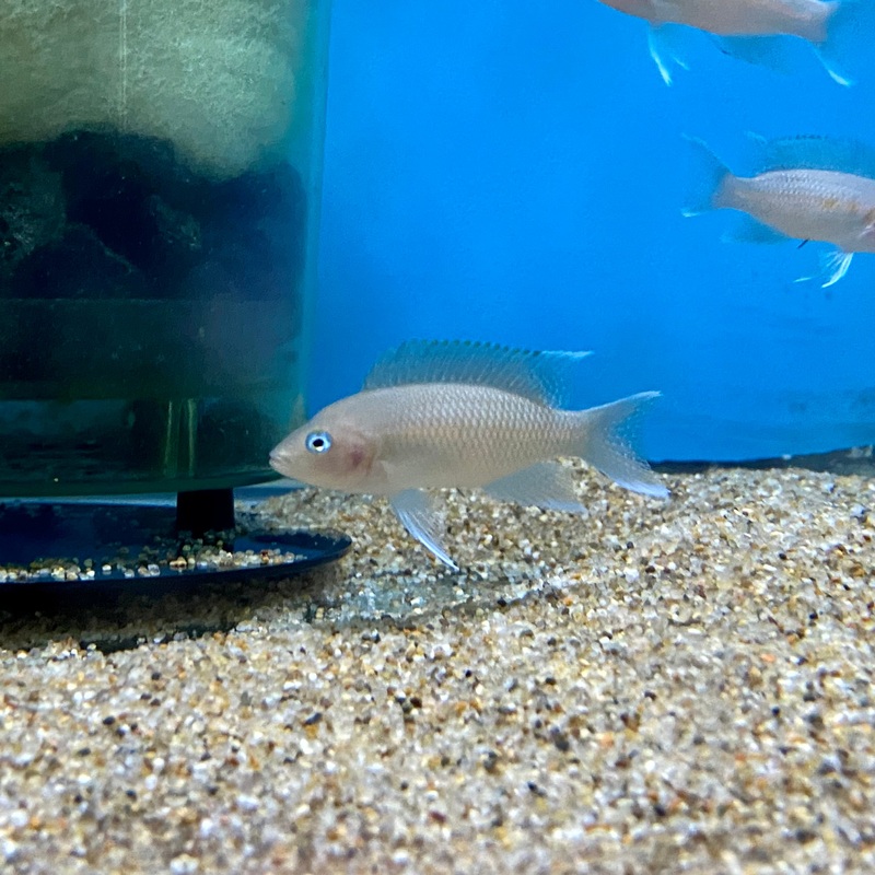 Neolamprologus Marunguensis White Tip