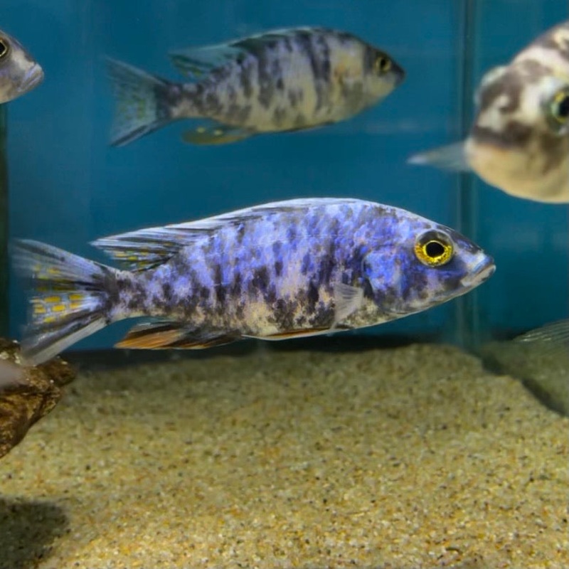 Ob Electric Blue Ahli Male