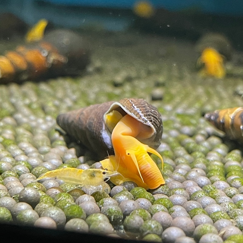 Orange poso rabbit snail