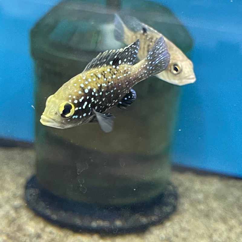Paratilapia Bleekeri