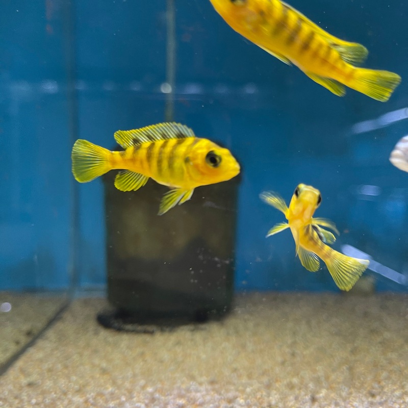 Pseudotropheus Crabro Bumblebee