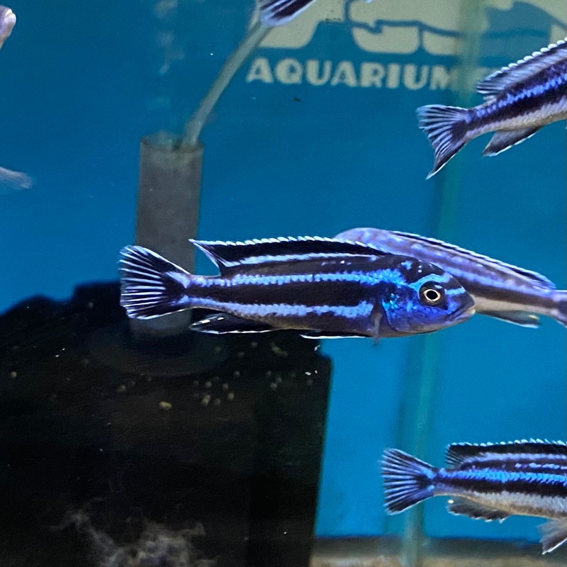 Pseudotropheus cyaneorhabdos maingano small