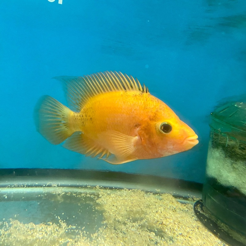 Red Devil Cichlid (Amphilophus labiatus) 2"