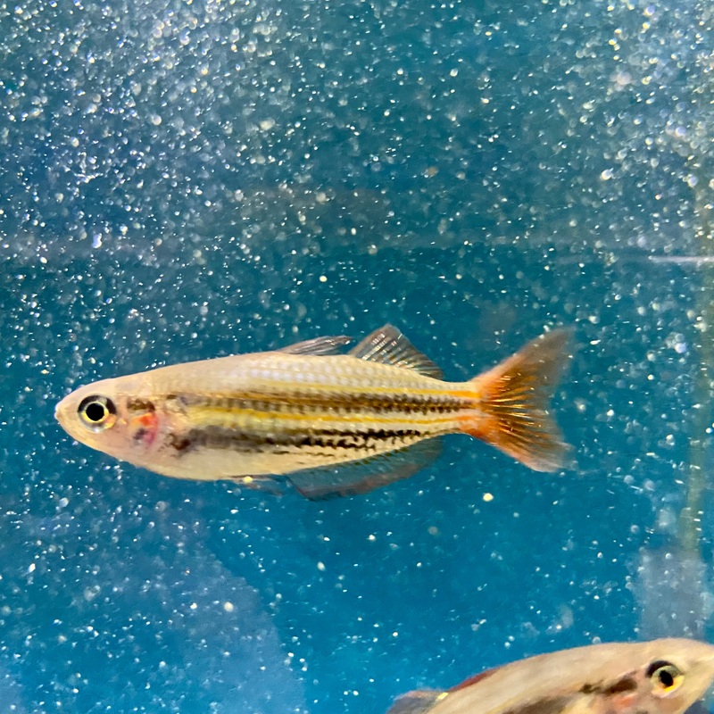 Red fin rainbowfish  M Macullochi