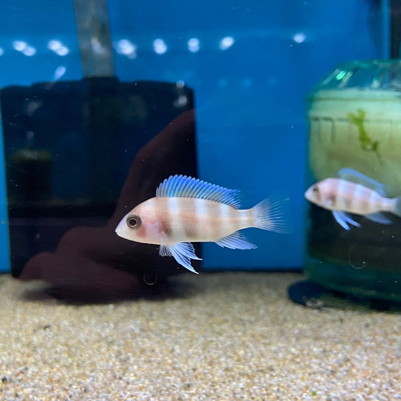 Red Frontosa