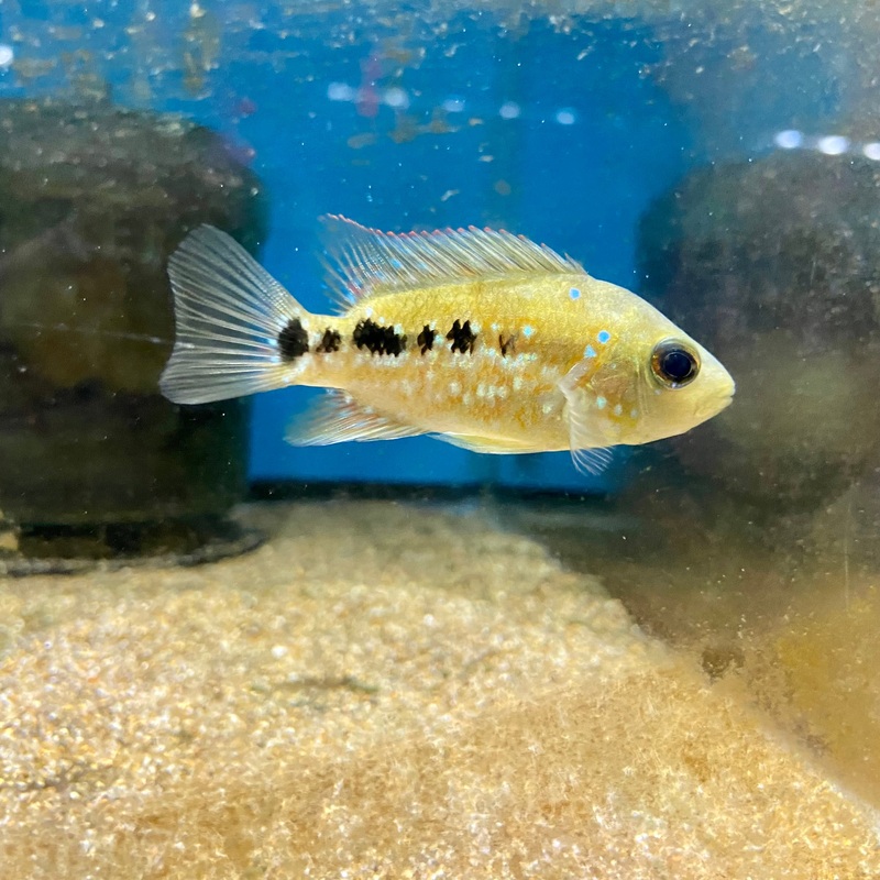 Red Texas Hybrid Small