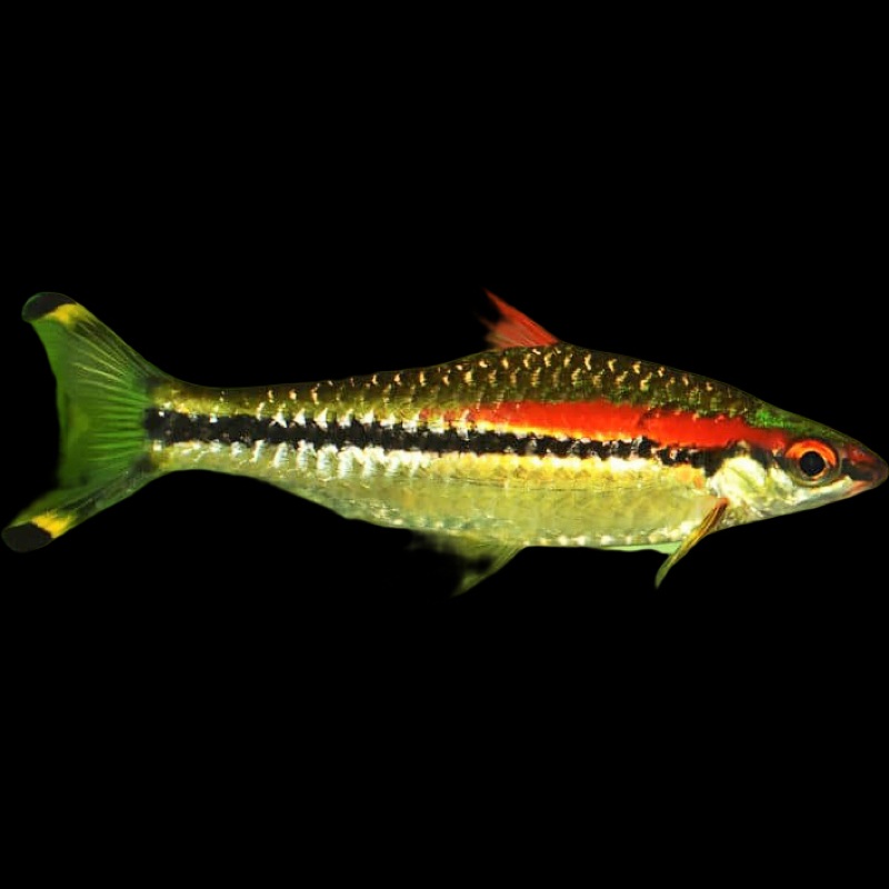 Roseline Torpedo Barb