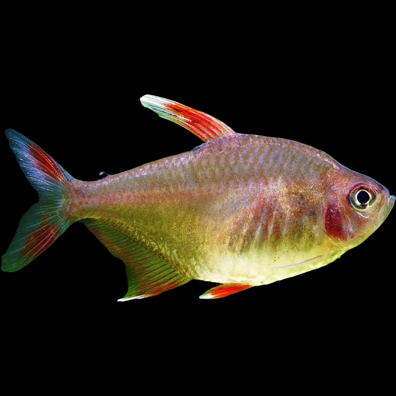 Rosy Bentosi Tetra