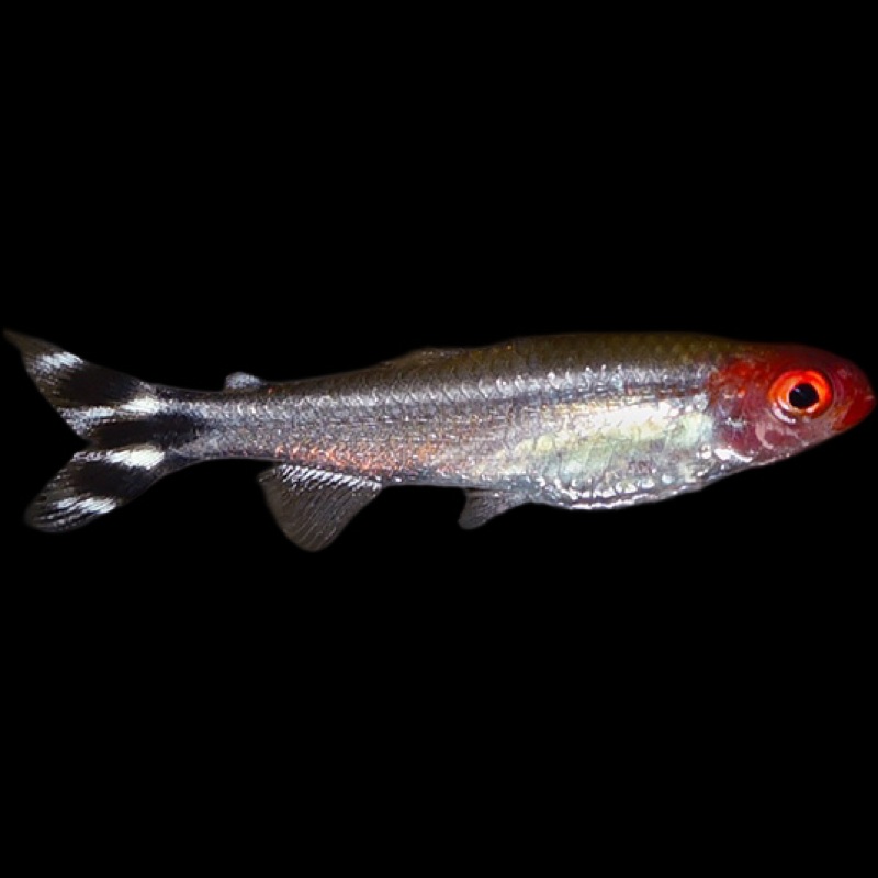 Rummynose Tetra - Hemmigramus rodosthomus