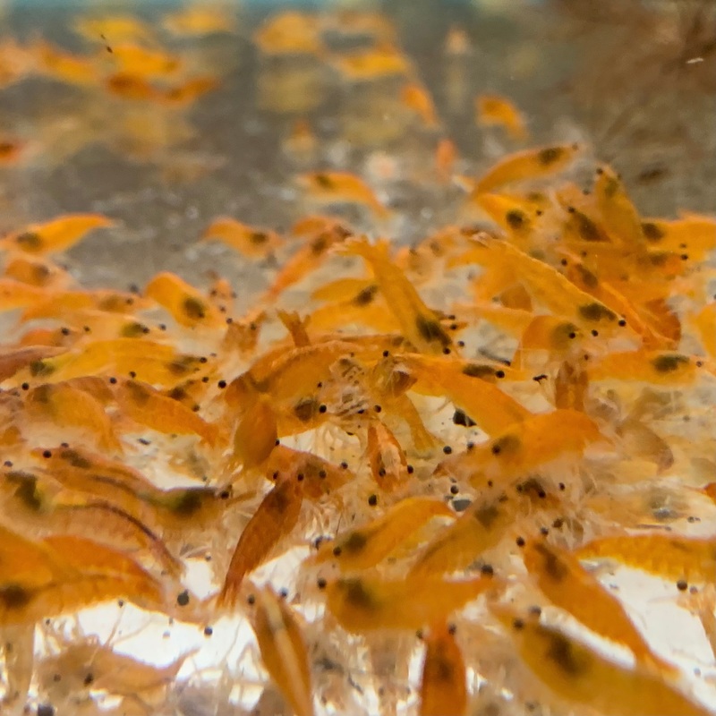 Sunkist Orange Neocaridina