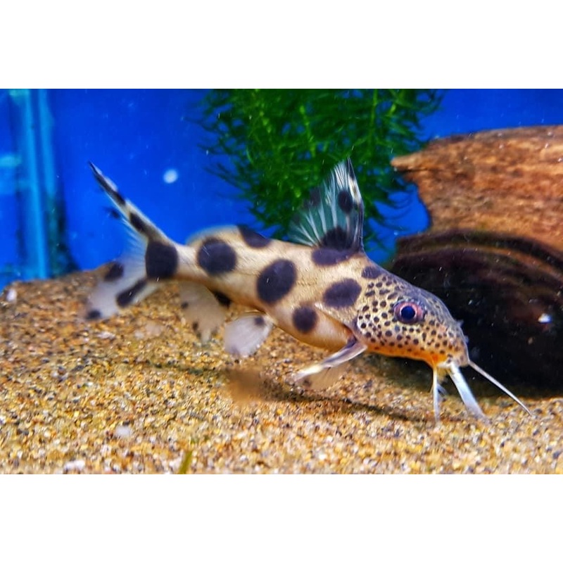 Synodontis Hybrid Albocaudalis