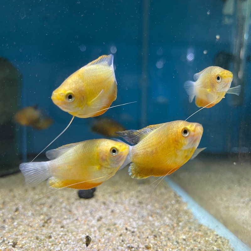 Thick-Lip Gourami (Trichogaster labiosa)