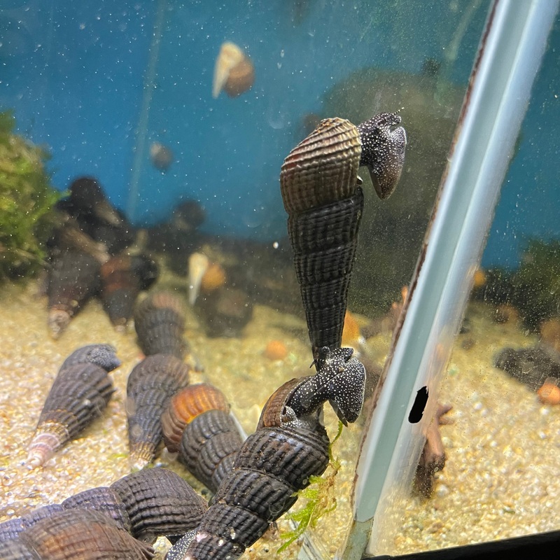 White spotted rabbit snail