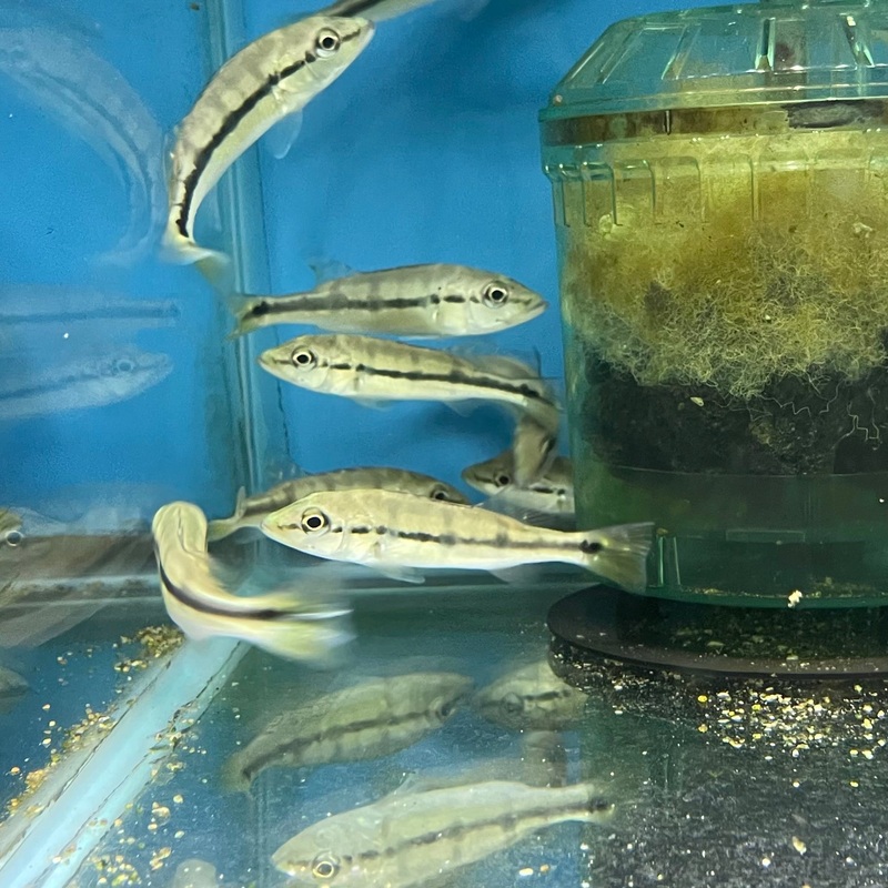 Xingu Peacock Bass Cichla melaniae