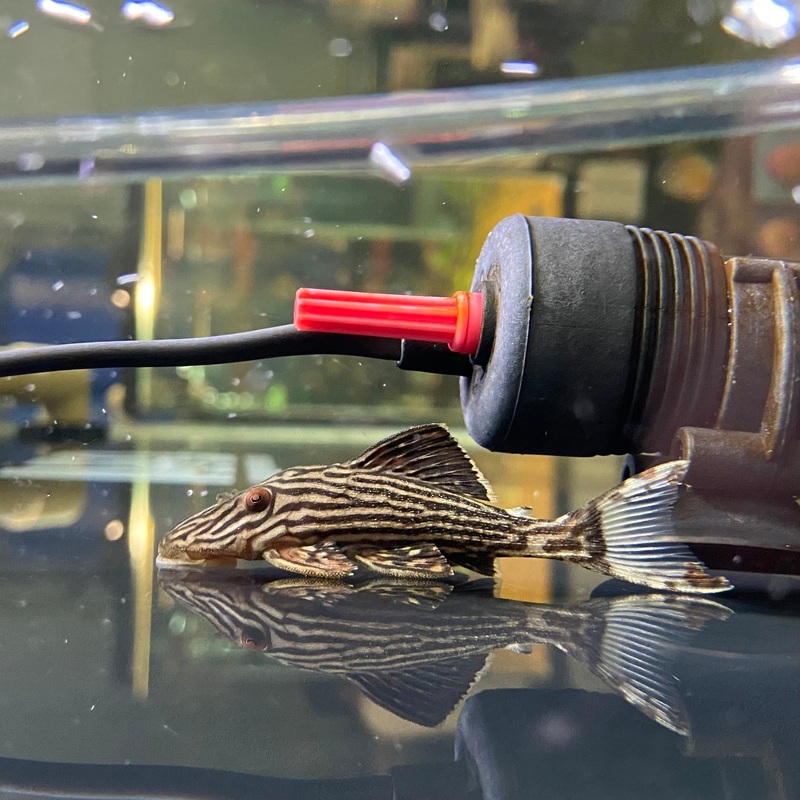 Xingu Royal Pleco L27 Medium