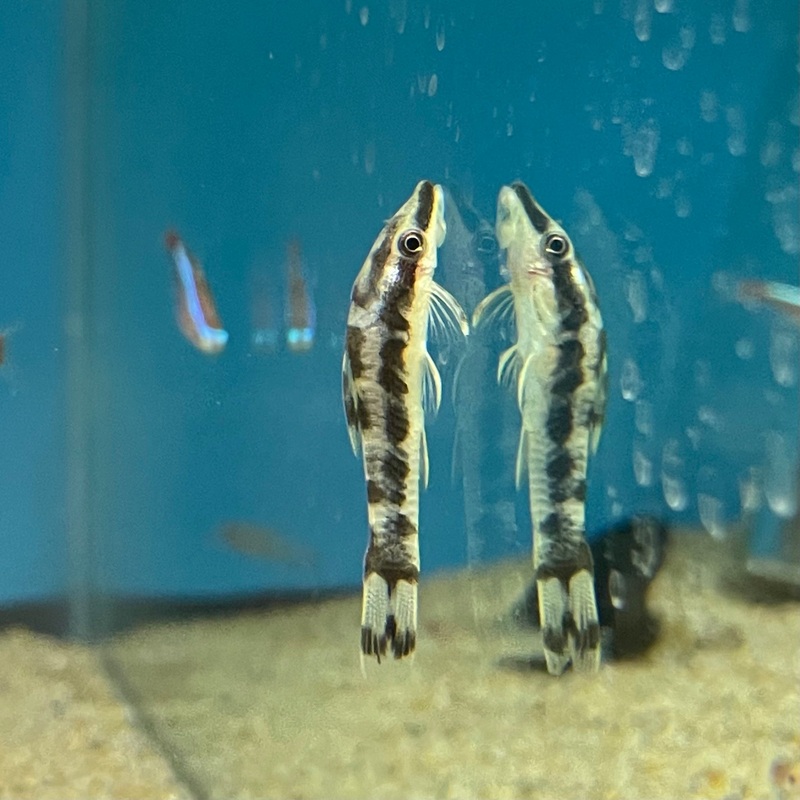 Zebra Otocinclus Otocinclus Cocama