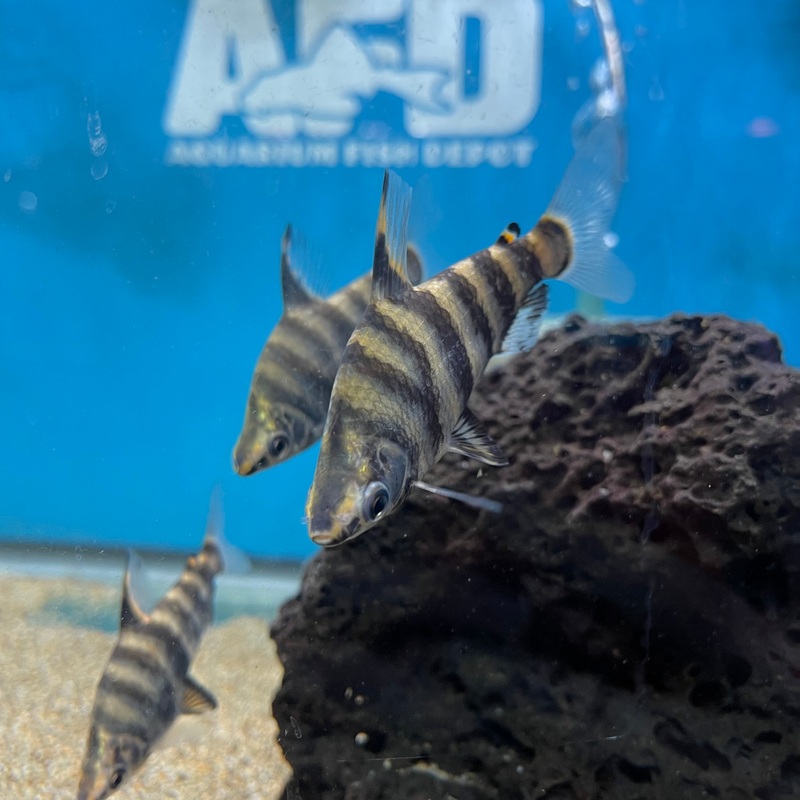 Abramites Hypselonotus