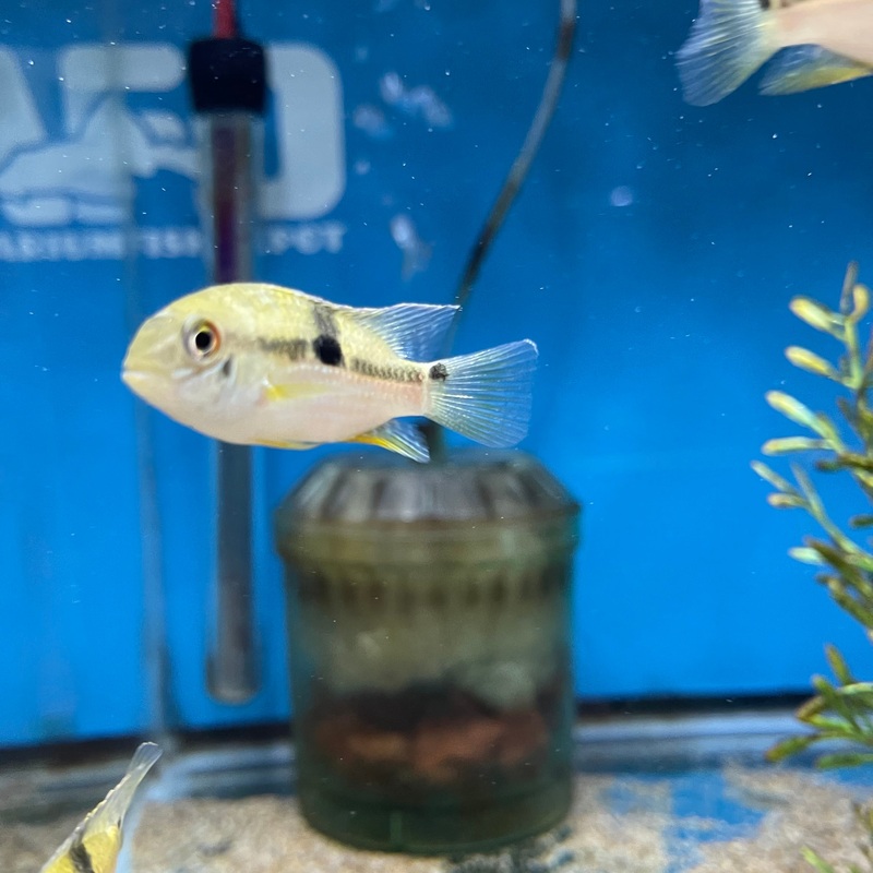 Aequidens Metae