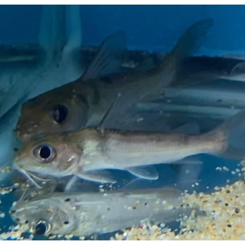 African Aluminum Catfish Chrisichthys Sp
