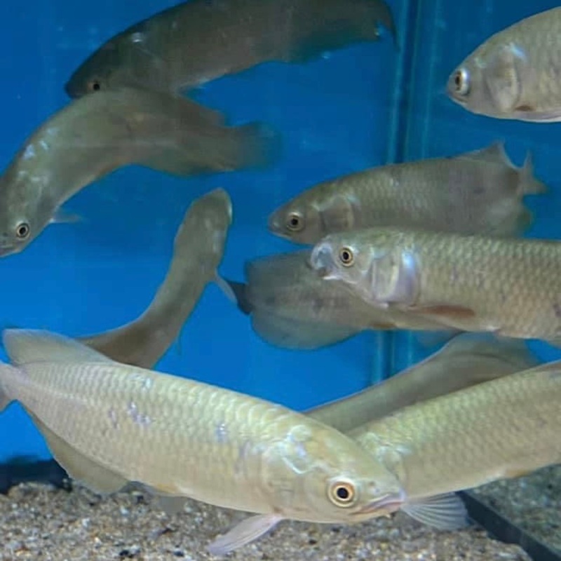 African Arowana
