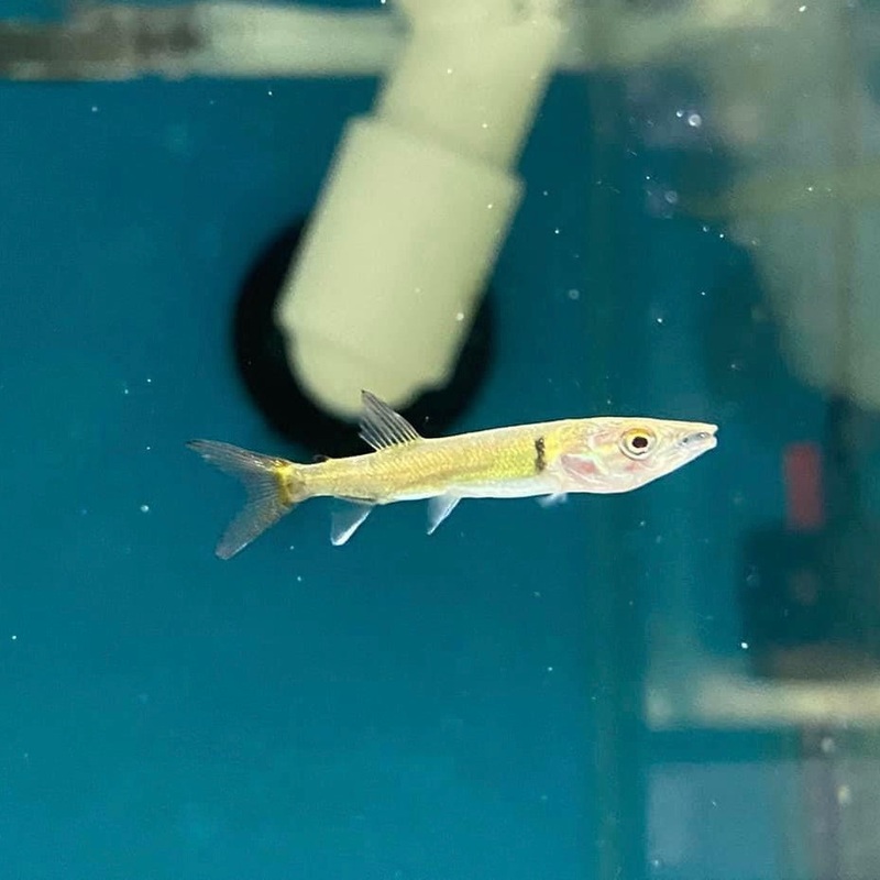 African Lined Tigerfish Hydrocynus Vittatus Extra