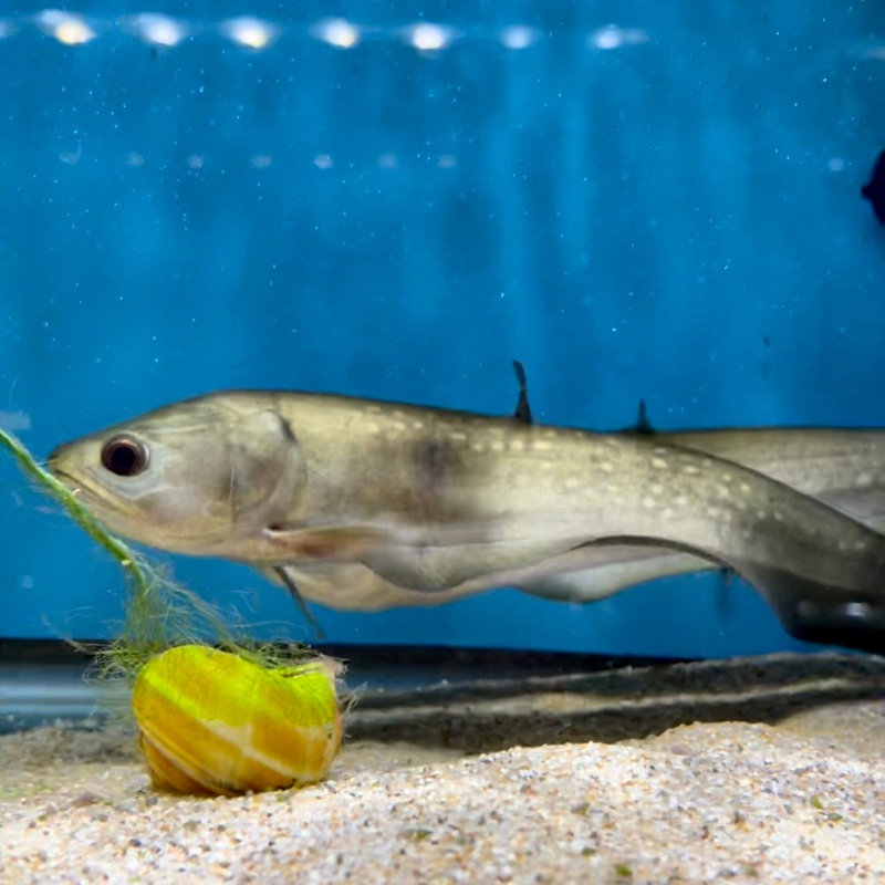 African Marbled Knifefish P Afer12