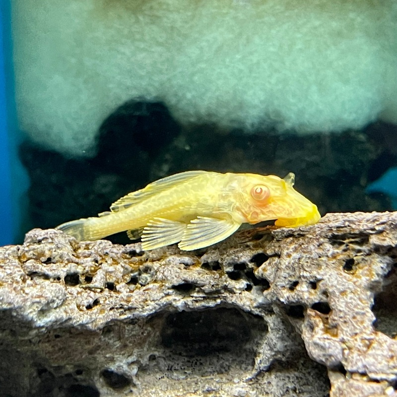 Albino Common Pleco