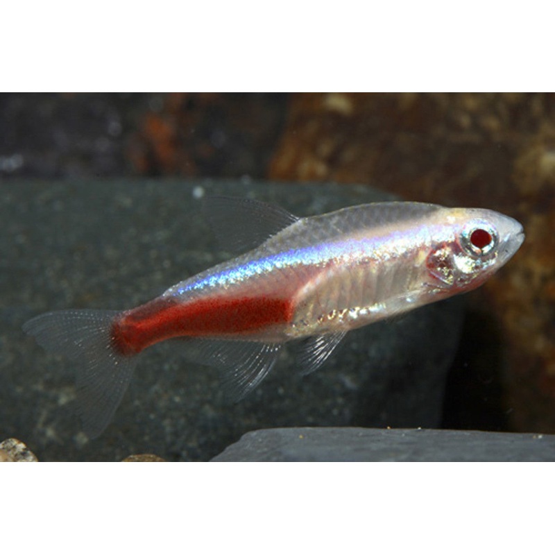 Albino Neon Tetra