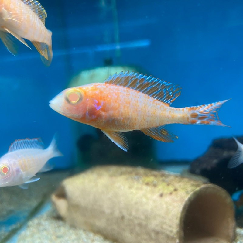 ALBINO STRAWBERRY PEACOCK, AULONOCARA SP. "STRAWBERRY"