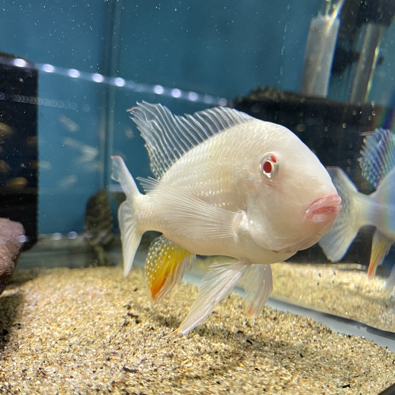 Albino Threadfin Acara Acarichthys heckeli7