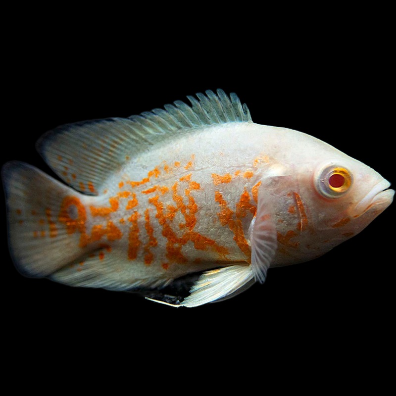 Albino Tiger Oscar
