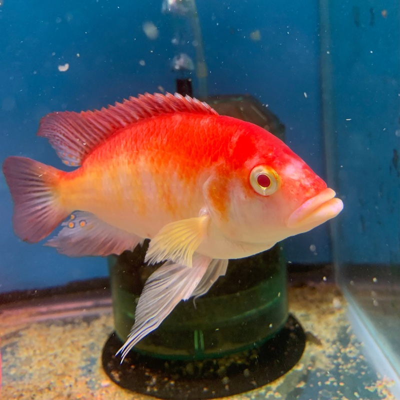 Albino Victorian Hap Extra