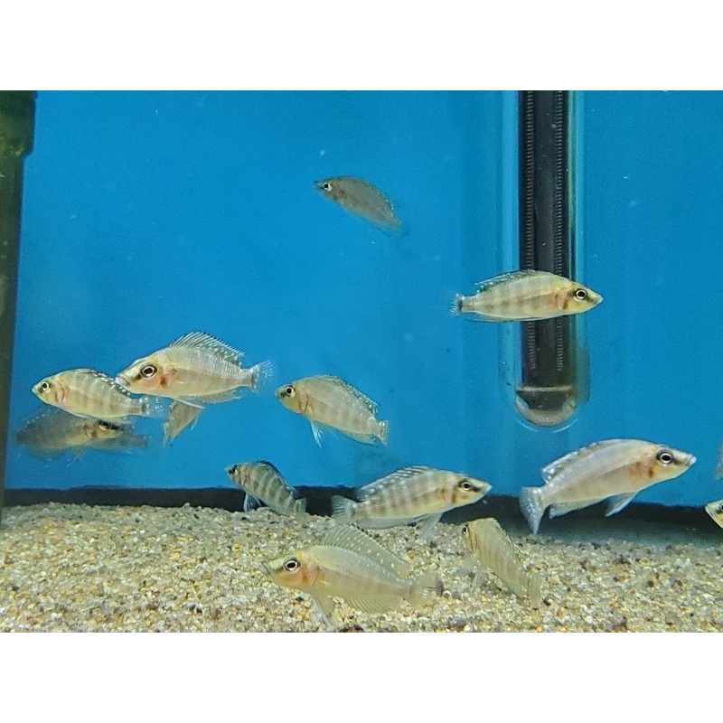 Altolamprologus Compressiceps Gold Head Sm