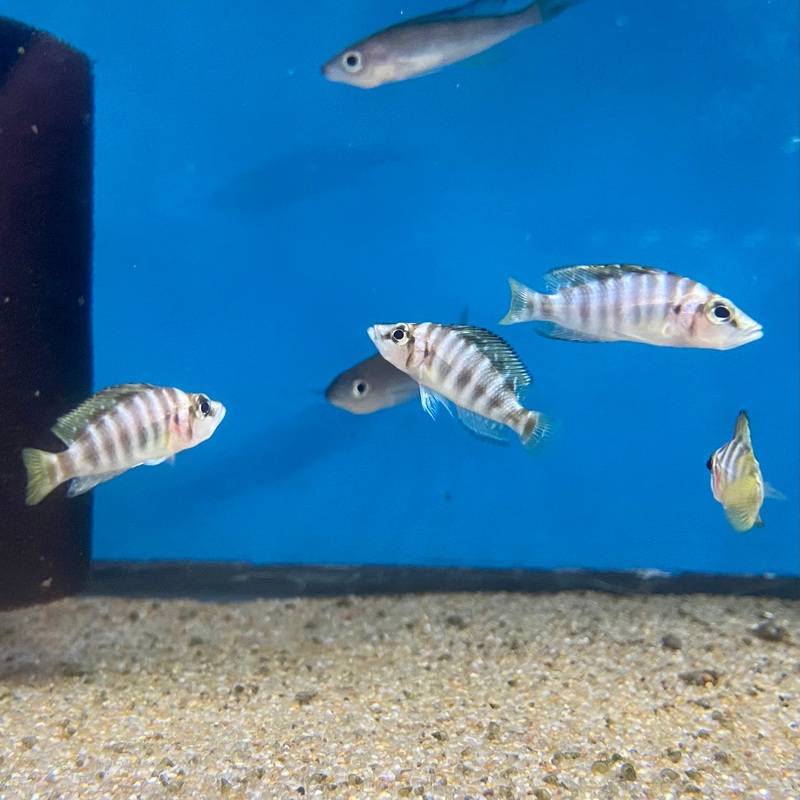 Altolamprologus Compressiceps Kagunga Red F1