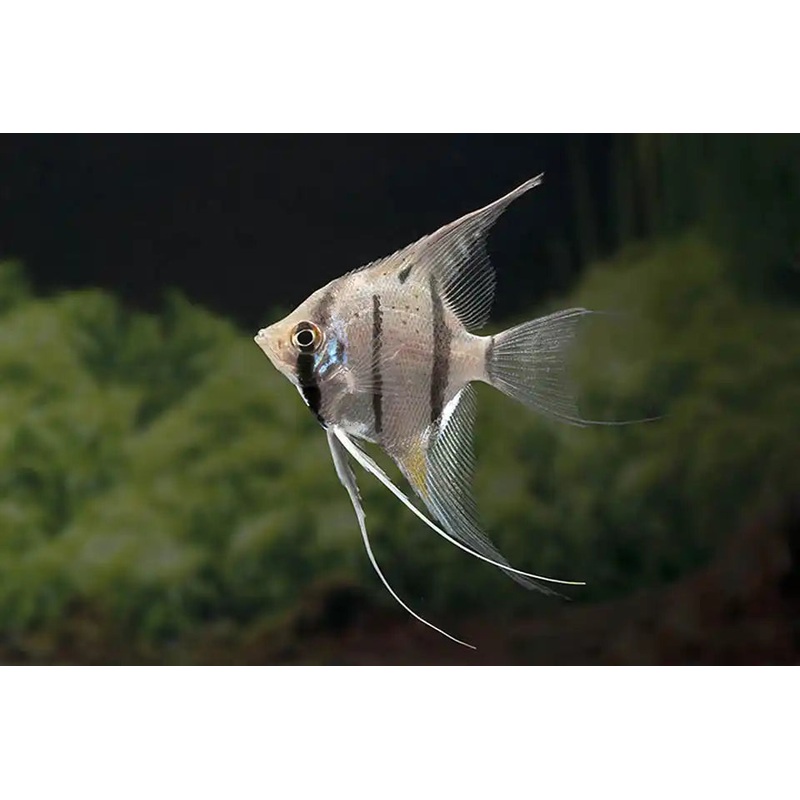 Altum Angelfish - Pterophyllum altum - Columbia