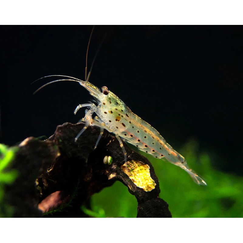 Amano Shrimp