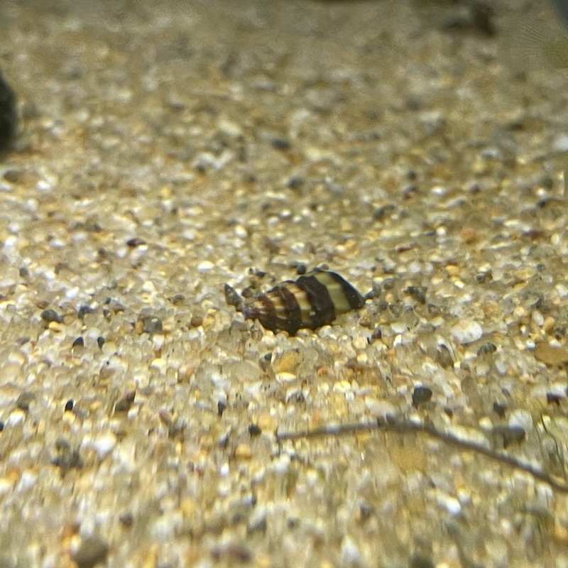 Assassin Snail