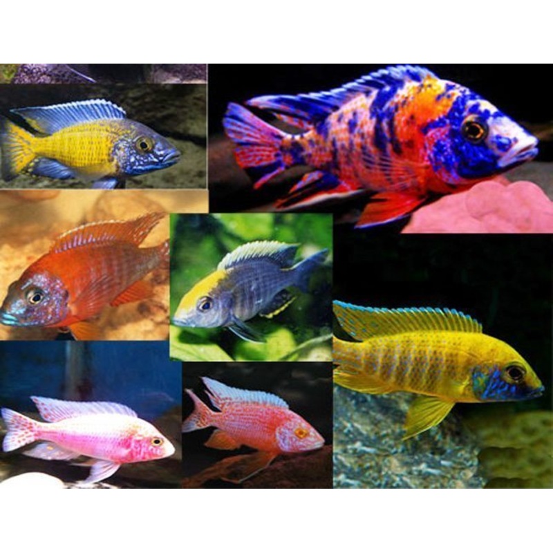 Assorted Aulonocara Show Male Peacock 4 inches and up. 1 fish.