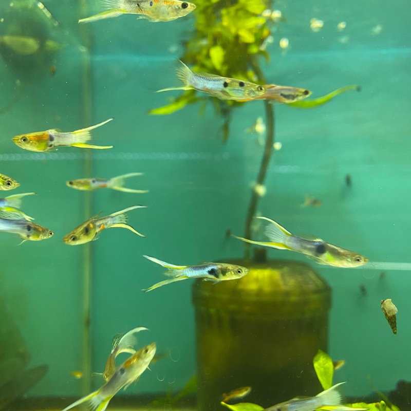 Assorted Endlers Guppy males.
